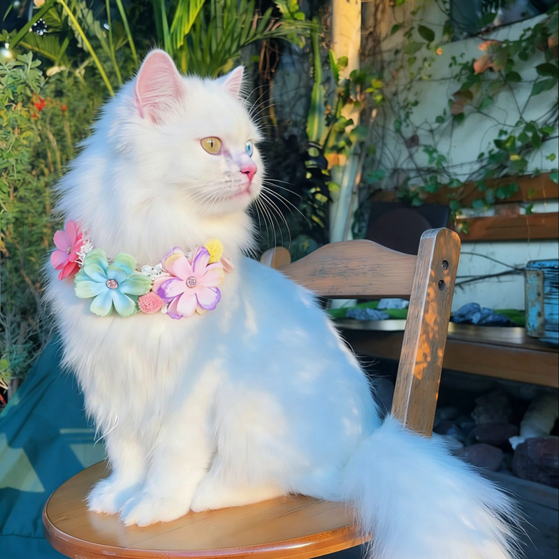 Coleira de Gato com Flores Col - Photography Basics avaliação e preço
